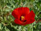 foto de flor de Glaucium corniculatum, papaveraceae, Amapola marina o cornuda (E.), Red Horned Poppy (I.), Rote Hornmohn (A.), Pavot Cornu (F.), Papoila-dos-praias (P.), con tama�o de 160X120; ver distintas medidas disponibles a la derecha